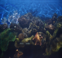 2010年武汉地海洋世界