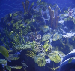 2010年武汉地海洋世界
